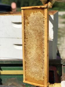 Honey Harvest 2018 (2)